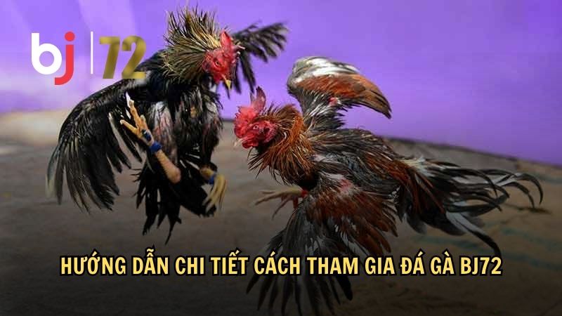 Hướng dẫn chi tiết cách tham gia đá gà BJ72