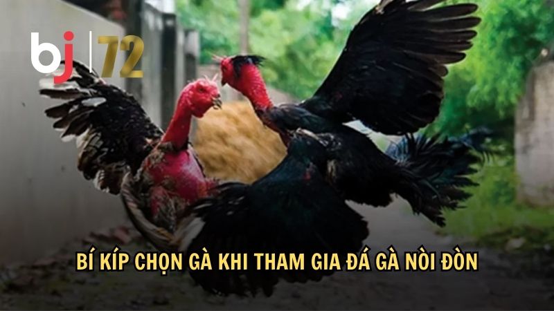 Bí kíp chọn gà khi tham gia đá gà nòi đòn