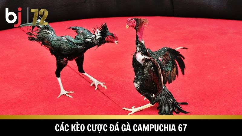 Vô vàn kèo cược lớn nhỏ