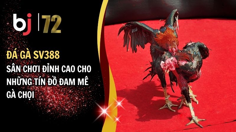 Đá gà SV388