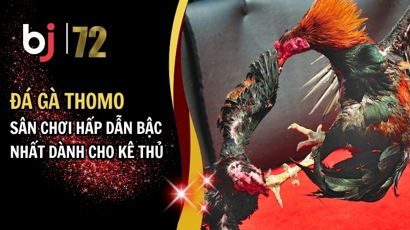 đá gà thomo