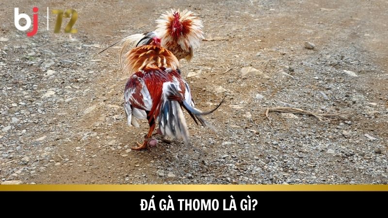 Đá gà Thomo là một thương hiệu nổi tiếng trong giới đá gà
