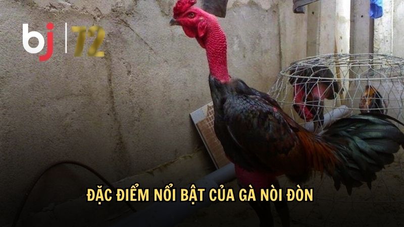 Đặc điểm nổi bật của gà nòi đòn