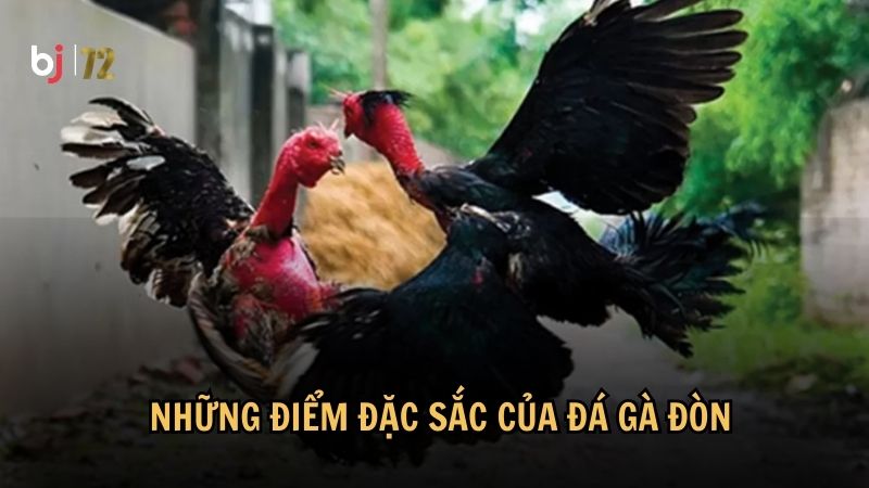 Những điểm đặc sắc của đá gà đòn
