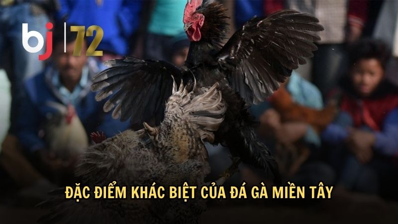Đặc điểm khác biệt của đá gà miền Tây