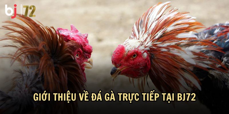 Tìm hiểu thông tin về đá gà trực tiếp tại BJ72