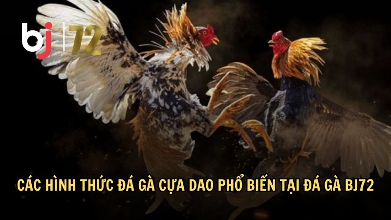 Các hình thức đá gà cựa dao phổ biến tại đá gà BJ72