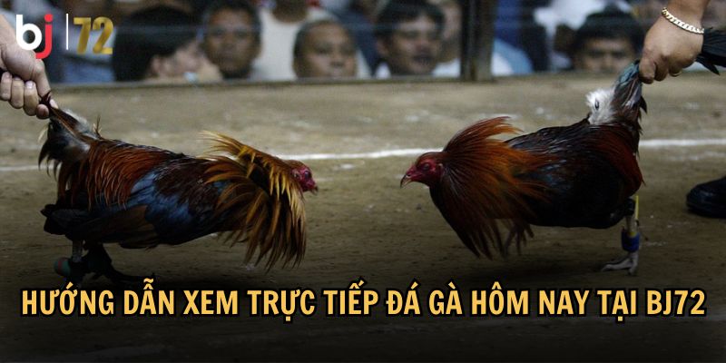 Tổng hợp các giải đấu đá gà trực tiếp tại BJ72