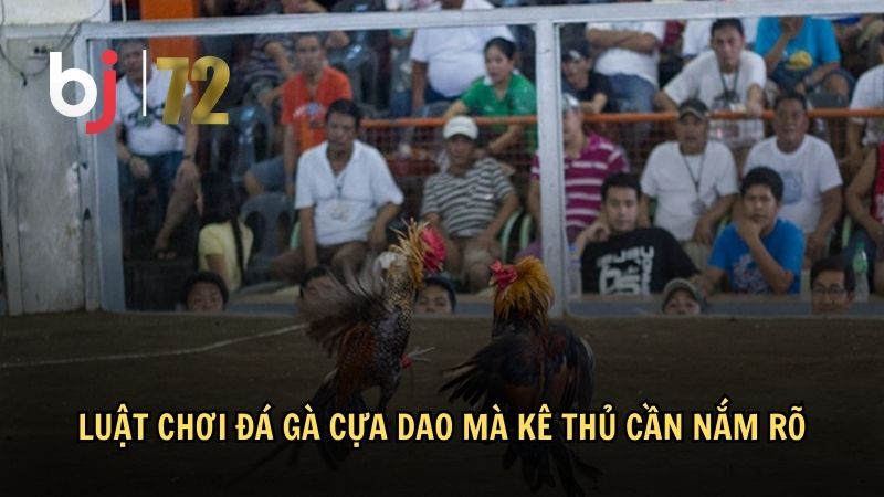 Luật chơi đá gà cựa dao mà kê thủ cần nắm rõ
