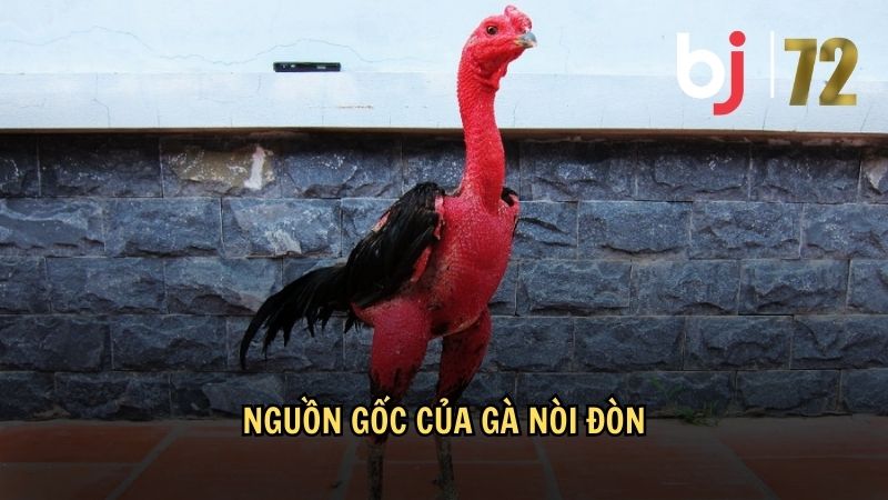 Nguồn gốc của gà nòi đòn
